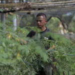 500 Hektar Lahan Kering Berubah Jadi Ladang Biomassa Subur
