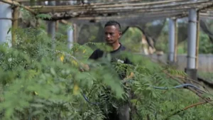 500 Hektar Lahan Kering Berubah Jadi Ladang Biomassa Subur