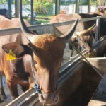 Kurban Idul Adha: 10 Hikmah Dahsyat, Makna & Manfaatnya
