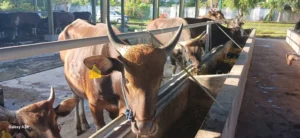 Kurban Idul Adha: 10 Hikmah Dahsyat, Makna & Manfaatnya