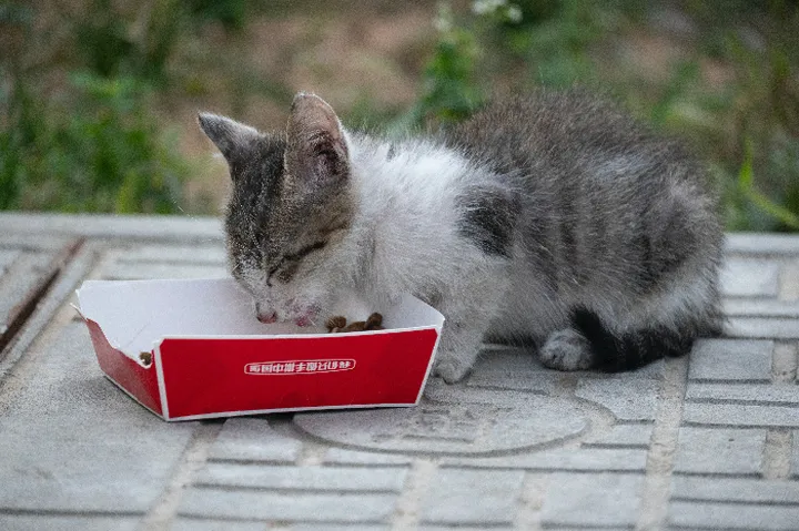 Mulai Street Feeding? Panduan Lengkap Persiapan Aksi Nyata Anda