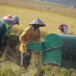 Rahasia Panen 4 Kali Setahun: Petani Modern Raih Keuntungan Maksimal