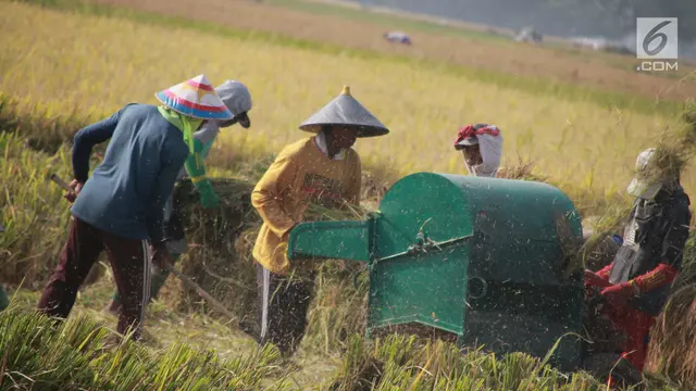 Rahasia Panen 4 Kali Setahun: Petani Modern Raih Keuntungan Maksimal