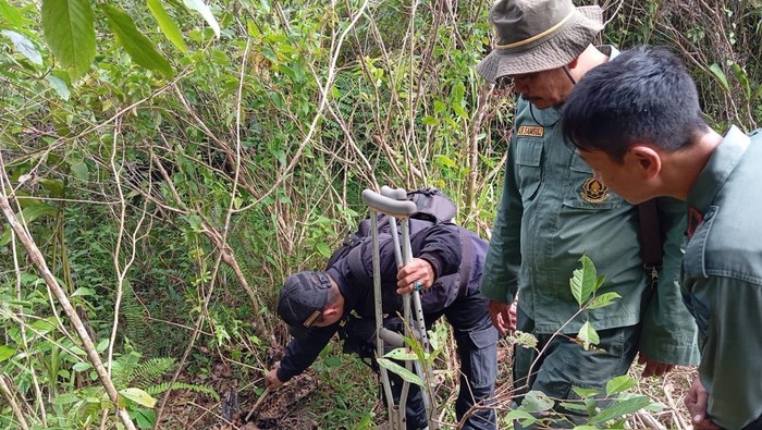 Tragedi Macan Tutul Jawa: Terjerat Kawat, Mati di Garut