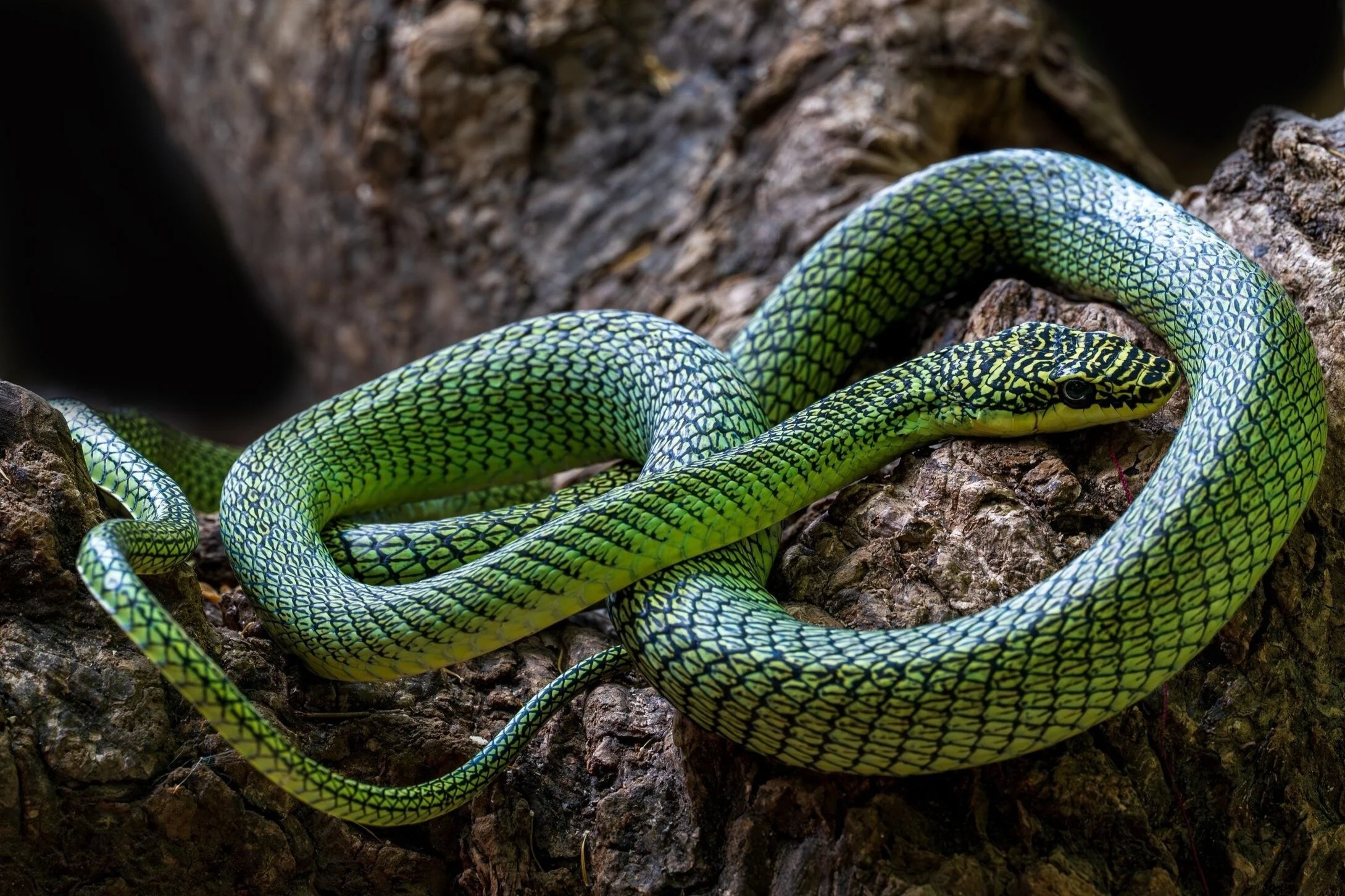 Spesies Baru Ditemukan di Gua Kamboja, Dunia Ilmiah Geger