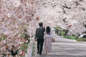 Hanami Jepang Kian Mahal, Piknik Sakura Ikut Terdampak Inflasi