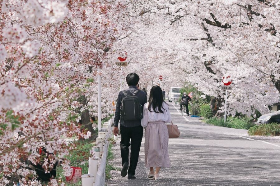 Hanami Jepang Kian Mahal, Piknik Sakura Ikut Terdampak Inflasi