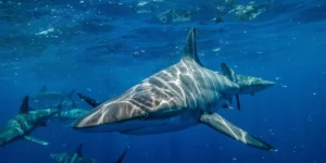 Perairan Bahama Tercemar, Peneliti Temukan Hiu Konsumsi Kokain