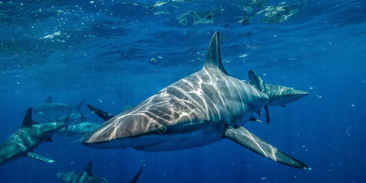 Perairan Bahama Tercemar, Peneliti Temukan Hiu Konsumsi Kokain